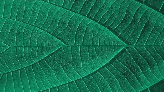 Green Leaves